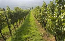 国产葡萄酒的生产成本居然高于进口葡萄酒！