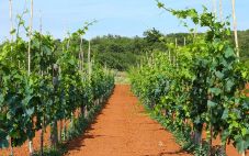 土壤类型如何影响我们饮用的葡萄酒