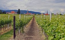 葡萄酒行业的可持续发展