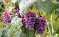 酿酒红葡萄品种风格有什么不同？