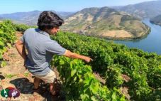 杜罗山谷——葡萄牙独特的葡萄酒产区