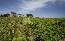 法国滴金酒庄推出2016年份葡萄酒