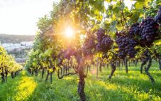 2018年美国葡萄酒业走向可持续发展 风靡全球的趋势