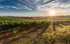 五大最适合种植酿酒葡萄的土壤类型