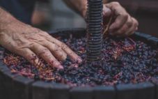 学习葡萄酒酿酒过程的5个步骤