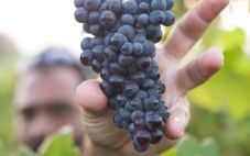 收获酿酒葡萄 影响采摘葡萄的因素是什么
