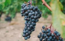 4种被低估的酿酒葡萄品种 每个人都应该尝试
