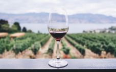 了解酿酒葡萄品种 葡萄酒种类有什么？