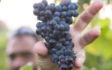 葡萄酒厂在采摘葡萄时会发生什么？