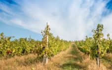 罗马尼亚葡萄酒获得PDO法定产区认证