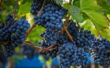 5个迹象表明葡萄已经准备好可以用来酿酒了