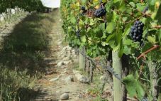 葡萄园的地理位置如何影响葡萄酒？