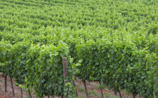 土壤与葡萄酒的关系介绍