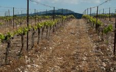 法国葡萄酒大萧条如何改变全球葡萄酒产业