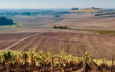 为什么劣质土壤可以酿造出优质的葡萄酒?