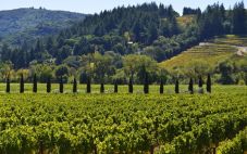 关于加州葡萄酒历史的5个鲜为人知的事实