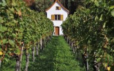 法国阿尔萨斯葡萄酒产区指南