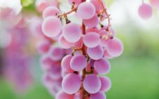 日本甲州葡萄酒组织将于下个月在伦敦举办葡萄酒品鉴会