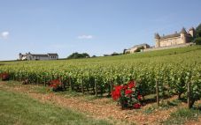 法国勃艮第葡萄酒产区历史、气候和品种指南