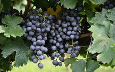 酒评：Trinchero Napa Valley ‘Mario’s Vineyard’ Cabernet Sauvignon 2014