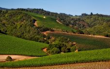 美国加州酿酒葡萄的历史
