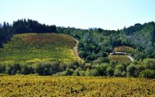 美国7个葡萄酒产区给纳帕带来了严重的经济损失