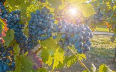 新世界葡萄酒产区种植的意大利葡萄