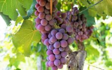 酿酒葡萄品种指南——佳美葡萄