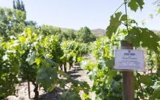 智利圣卡罗酒庄找到已遗失的葡萄品种
