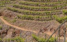 全球变暖怎样袭击葡萄酒庄园