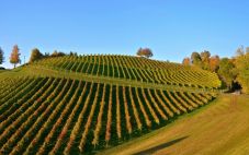 美国葡萄酒的诞生地：弗吉尼亚葡萄树背后的故事