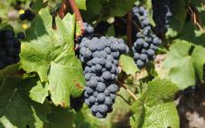 常见酿酒红葡萄品种指南