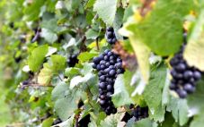 探索意大利葡萄酒：顶级红葡萄品种