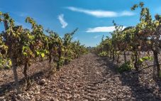 西班牙葡萄酒产区指南——拉里奥哈