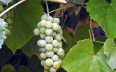 为什么西万尼应该成为你的新夏季葡萄酒？
