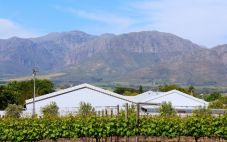 南非葡萄酒产区——斯泰伦博斯