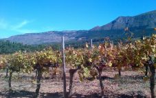 南非葡萄酒产区——黑地（Swartland）