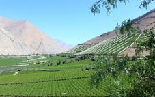智利葡萄酒产区——中央山谷产区