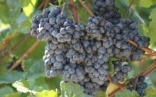 梅洛葡萄酒的种植区和风格特点