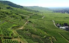 法国阿尔萨斯葡萄酒产区的历史和葡萄品种