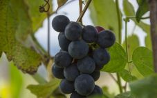 佳美葡萄酒的种植区和特点