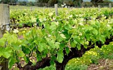 葡萄酒产业与全球气候变化：环境如何影响葡萄藤