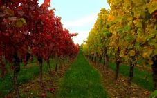 风土条件是如何影响葡萄酒