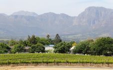 南非葡萄栽培中受管制的葡萄酒