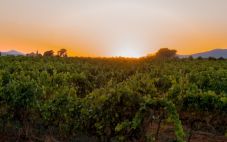 澳大利亚葡萄酒：阿德莱德山葡萄酒产区