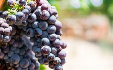 品丽珠的故事：口味、地区和葡萄酒