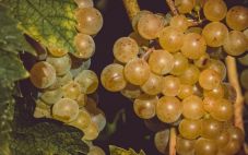 900年前的葡萄籽，竟然揭示这般秘密