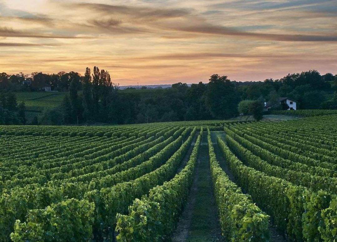 法国葡萄酒的十大产区为何位居世界榜首