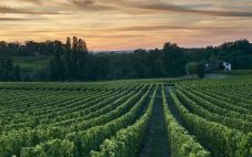 法国葡萄酒的十大产区为何位居世界榜首