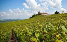 法国十大产区葡萄酒为何相当珍贵